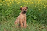 BORDER TERRIER 154